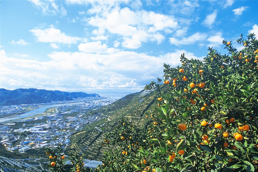 有田みかん畑の山
