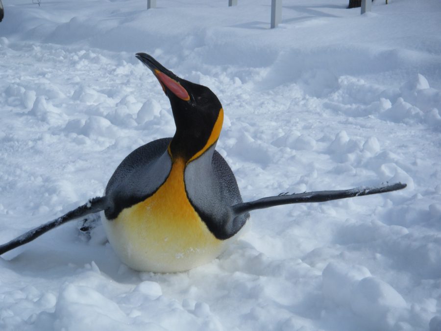 旭山動物園のペンギン