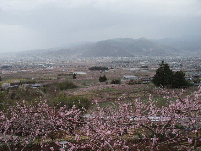 笛吹市の桃畑と街並み