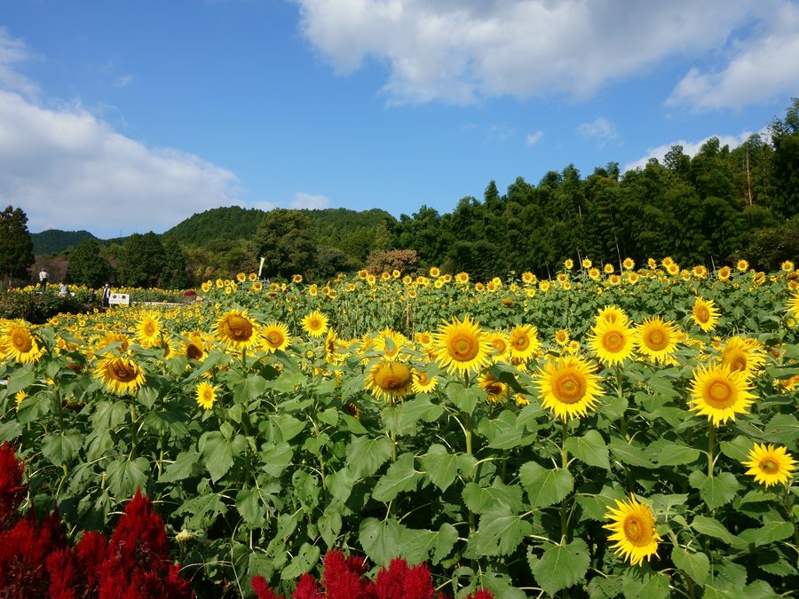 山田ひまわり園のひまわり畑