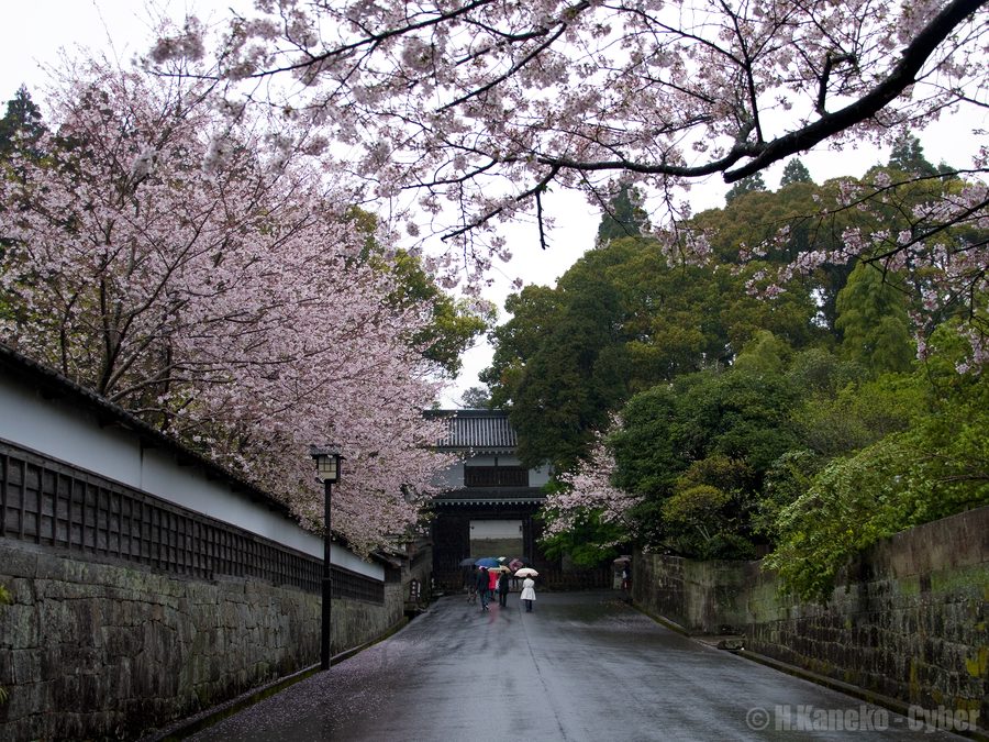 桜の飫肥城