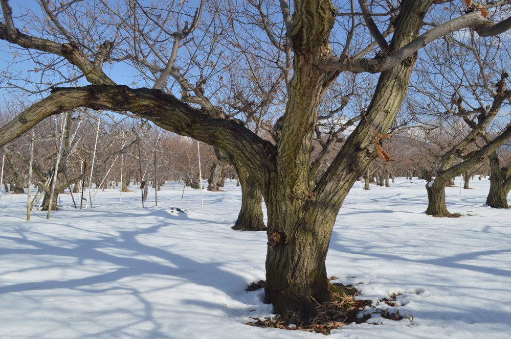 小布施町のリンゴ畑(冬・雪景色)