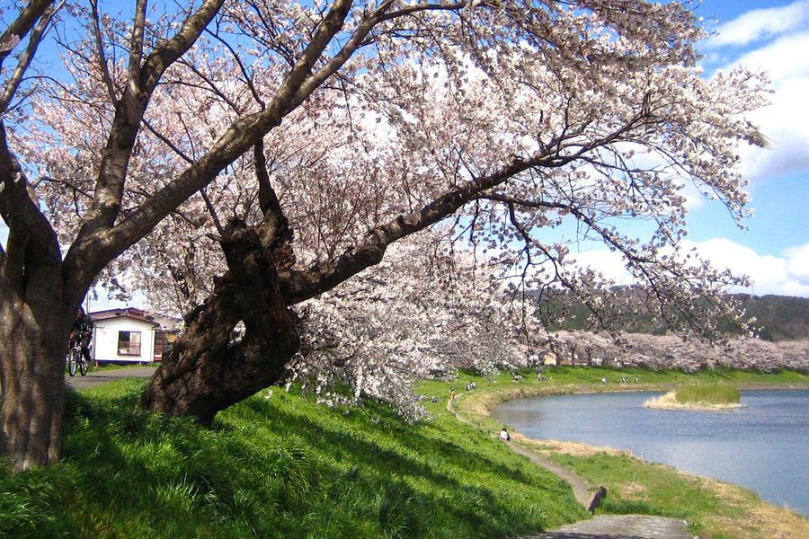 一目千本桜と蔵王連峰の遠景