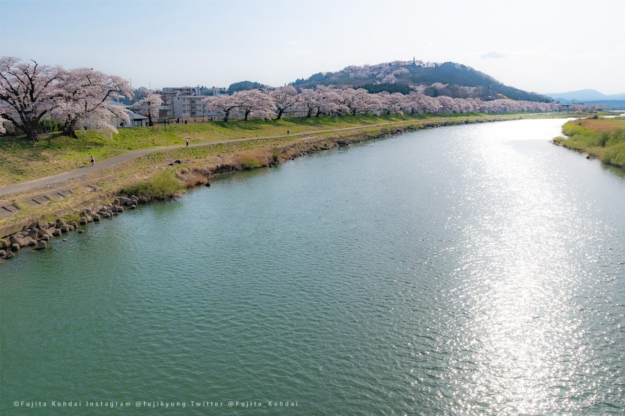白石川堤の一目千本桜