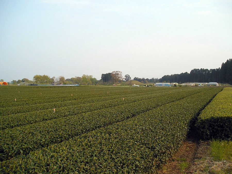 西都原の茶畑と古墳群