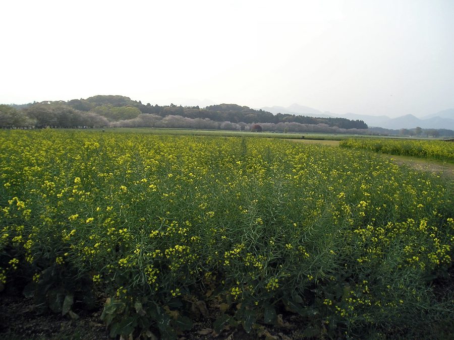 西都原古墳群の春の風景