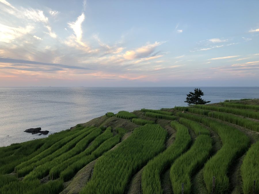 白米千枚田